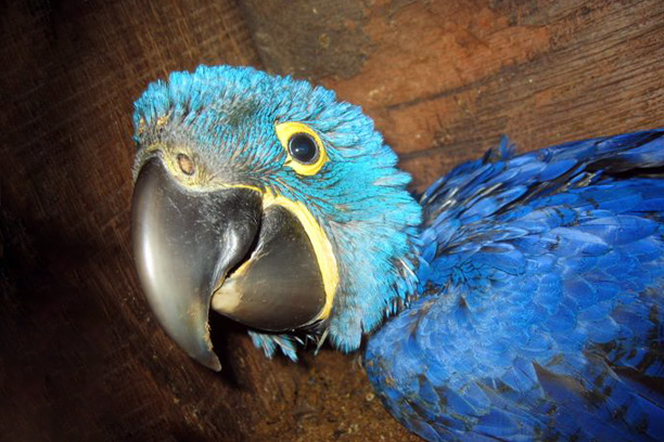 Hyacinth Macaw Project in the Pantanal