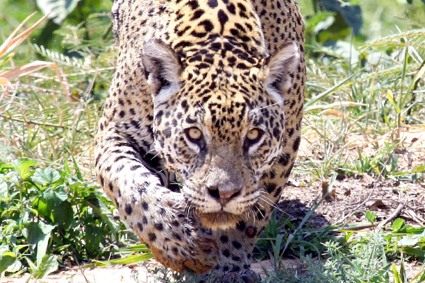 Pantanal Jaguar Fotosafari