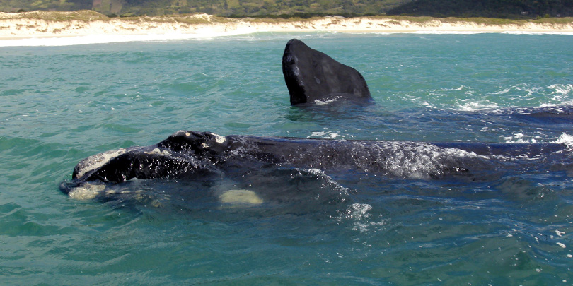 Southern Right Whale at the coast of Santa Catarina