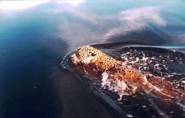 Ein schwimmender Jaguar
