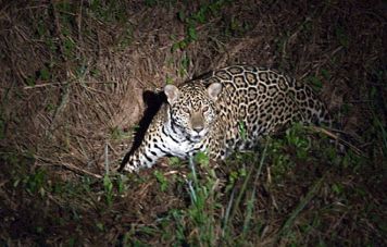 Der Jaguar ist ein nachtaktiver Jäger