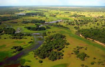 Das Pantanal: Habitat des Jaguars und des Riesenotters