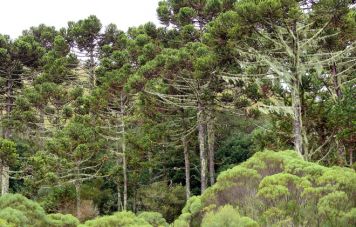 Araucaria-angustifolia-Wald