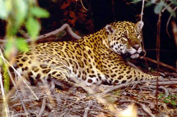 Der Jaguar (Panthera onca)