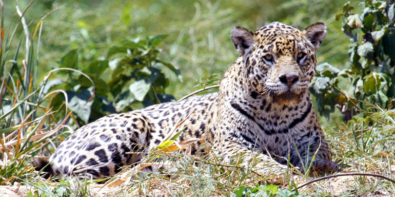 Der Jaguar, die größte Raubkatze Amerikas