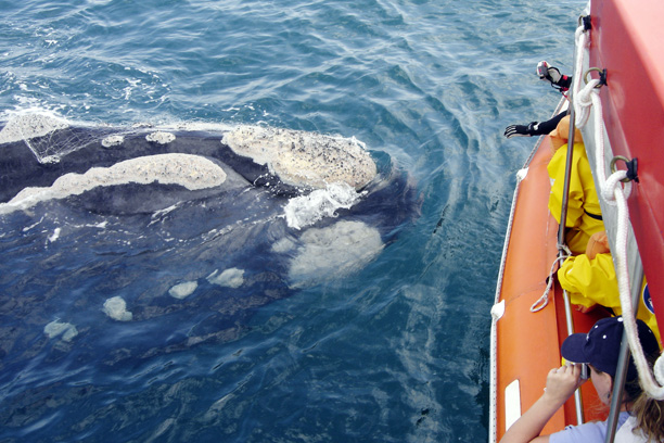 Walbeobachtung Brasilien